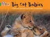 Big Cat Babies cover
