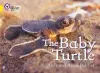 The Baby Turtle cover