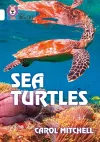 Sea Turtles cover