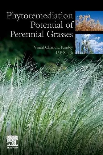 Phytoremediation Potential of Perennial Grasses cover
