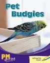 Pet Budgies cover