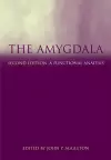 The Amygdala cover