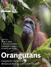 Orangutans cover