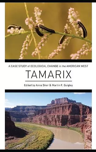 Tamarix cover