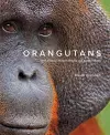 Orangutans cover