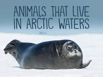 Animals That Live in Arctic Waters cover