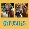 Opposites cover