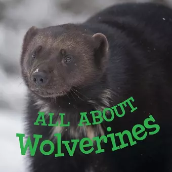 All about Wolverines cover