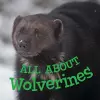 All about Wolverines cover