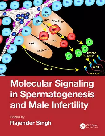 Molecular Signaling in Spermatogenesis and Male Infertility cover