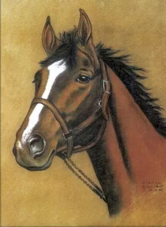 Horse Notebook cover