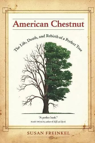 American Chestnut cover