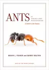 Ants of Africa and Madagascar cover