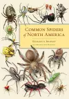 Common Spiders of North America cover