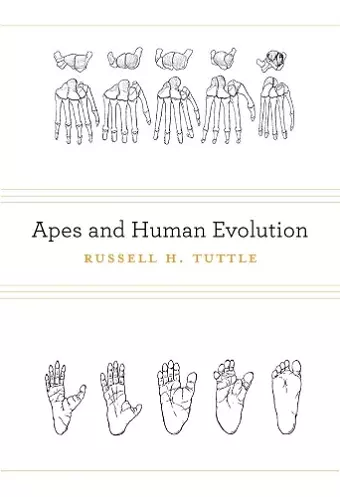 Apes and Human Evolution cover