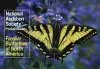National Audubon Society Pocket Guide: Familiar Butterflies of North America cover