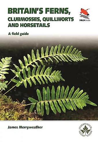 Ferns cover