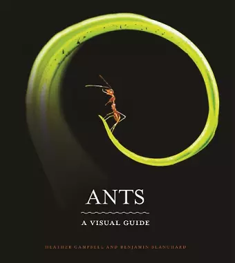 Ants cover