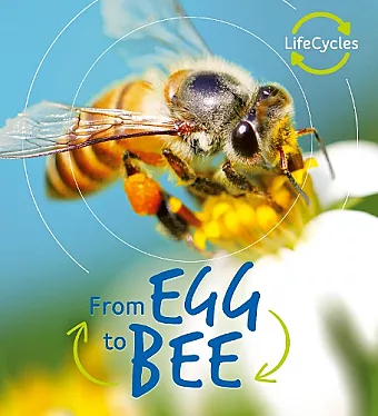 Lifecycles: Egg to Bee cover