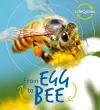 Lifecycles: Egg to Bee cover