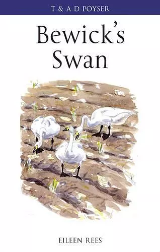 Bewick's Swan cover