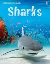 Discovery Sharks cover