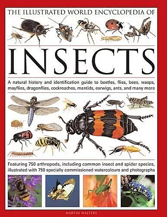 The Illustrated World Encyclopaedia of Insects cover