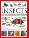 The Illustrated World Encyclopaedia of Insects cover