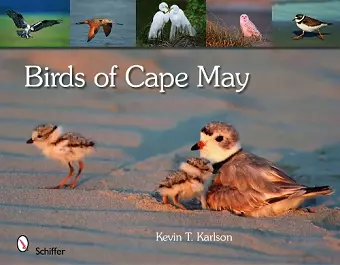 Birds of Cape May, New Jersey cover