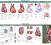 Anatomical Chart Company's Illustrated Pocket Anatomy: Anatomy of The Heart Study Guide cover