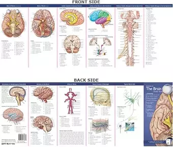 Anatomical Chart Company's Illustrated Pocket Anatomy: Anatomy of The Brain Study Guide cover