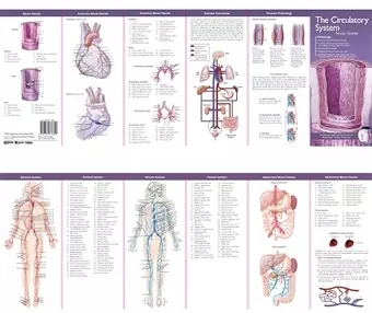 Anatomical Chart Company's Illustrated Pocket Anatomy: The Circulatory System Study Guide cover