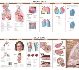 Anatomical Chart Company's Illustrated Pocket Anatomy: Anatomy & Disorders of The Respiratory System Study Guide cover