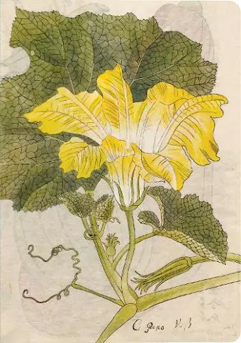 Japanese Squash Blossom Lined Paperback Journal cover