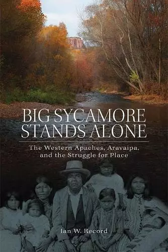 Big Sycamore Stands Alone cover