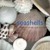 Seashells cover