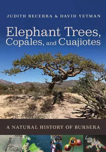 Elephant Trees, Copales, and Cuajiotes cover