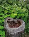 Trophic Cascade cover