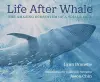 Life After Whale cover