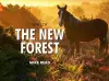 Spirit of the New Forest cover
