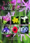 Somerset Wild Flowers cover