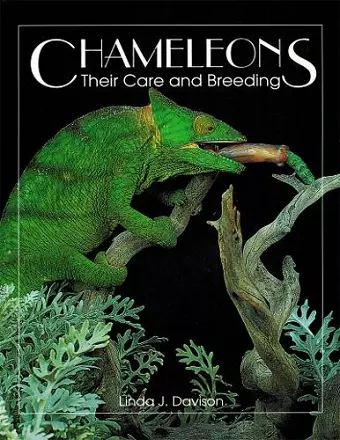 Chameleons cover
