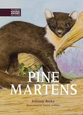 Pine Martens cover