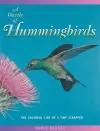 A Dazzle of Hummingbirds cover