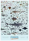 The Fishes of New Zealand poster (pack of 5) cover