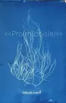 Pro(m)bois(e) cover