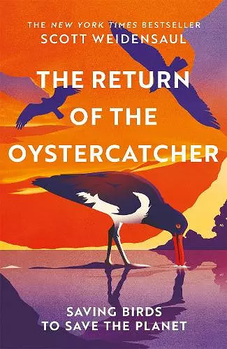The Return of the Oystercatcher cover