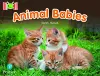 Bug Club Reading Corner: Age 4-7: Animal Babies cover