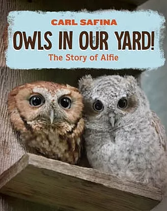 Owls in Our Yard! cover