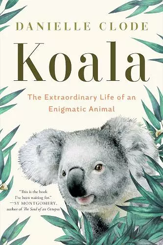 Koala cover